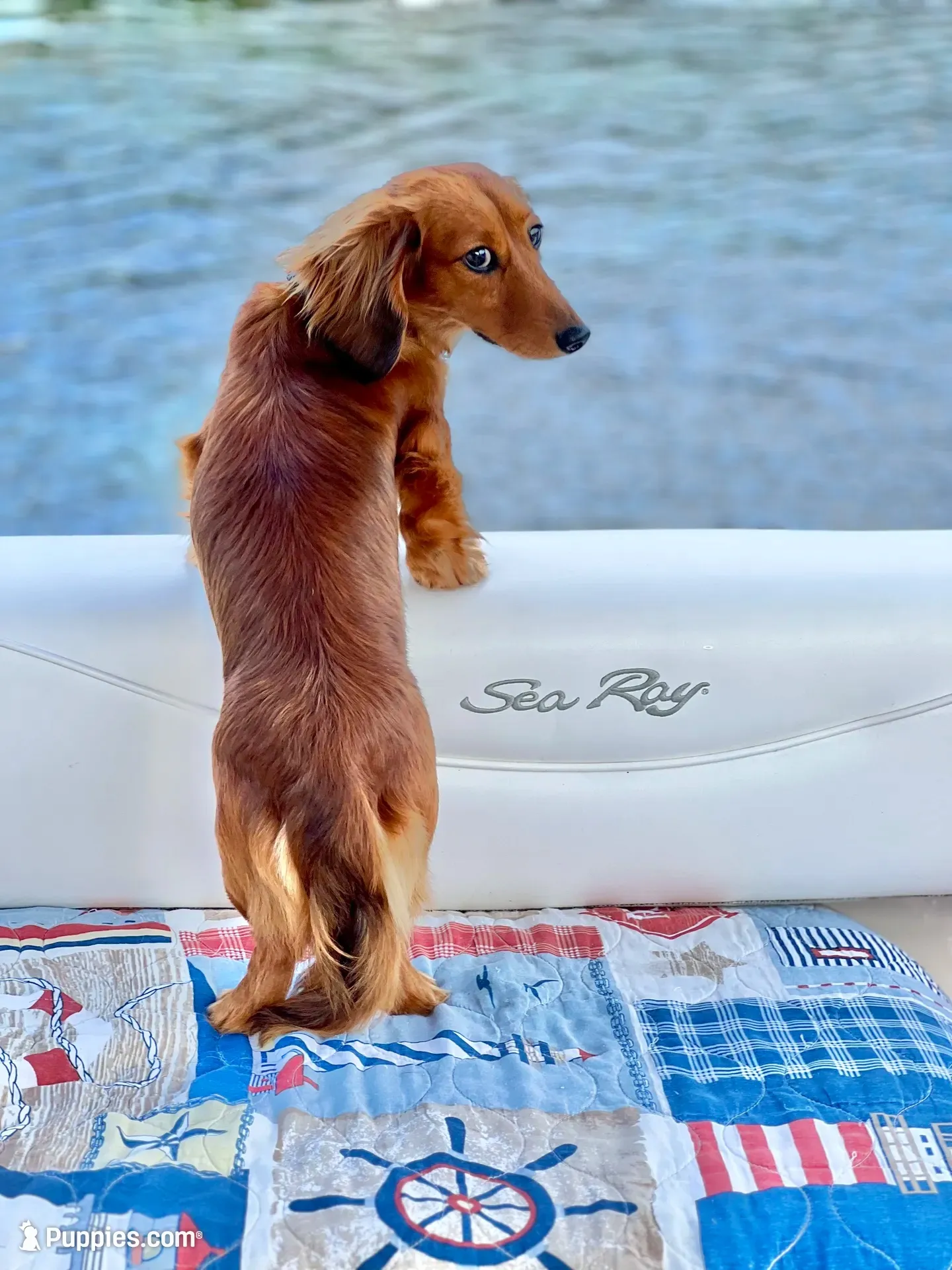 Baby Boy Chocolate & Tan Dapple, a male Miniature Dachshund for sale in Deltona, FL – 10 of 10