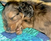 Baby Boy Chocolate & Tan Dapple, a male Miniature Dachshund for sale in Deltona, FL – 3 of 10