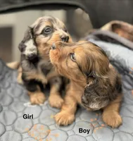 Baby Boy Chocolate & Tan Dapple, a male Miniature Dachshund for sale in Deltona, FL – 4 of 10