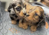 Baby Boy Chocolate & Tan Dapple, a male Miniature Dachshund for sale in Deltona, FL – 6 of 10
