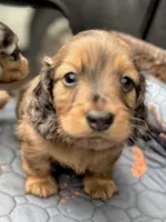 Baby Boy Chocolate & Tan Dapple, a male Miniature Dachshund for sale in Deltona, FL – 5 of 10