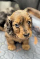 Baby Boy Chocolate & Tan Dapple, a male Miniature Dachshund for sale in Deltona, FL – 1 of 10