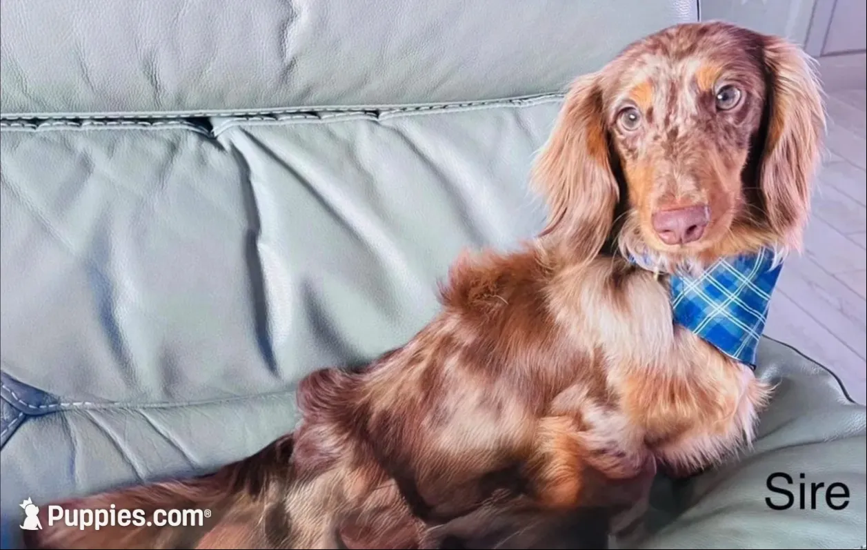 Baby Boy Chocolate & Tan Dapple, a male Miniature Dachshund for sale in Deltona, FL – 9 of 10