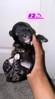 Fat Mama , a female Lhasa Apso and Maltipoo for sale in Charlotte, NC – 4 of 9