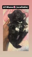 Lil Mama, a female Lhasapoo and Maltipoo for sale in Charlotte, NC – 2 of 8
