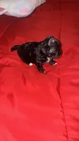 Lil Mama, a female Lhasapoo and Maltipoo for sale in Charlotte, NC – 3 of 8