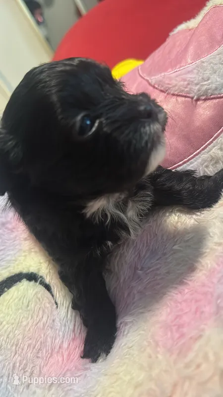 Lil Mama – Lhasapoo, Maltipoo puppy for sale in Charlotte, NC
