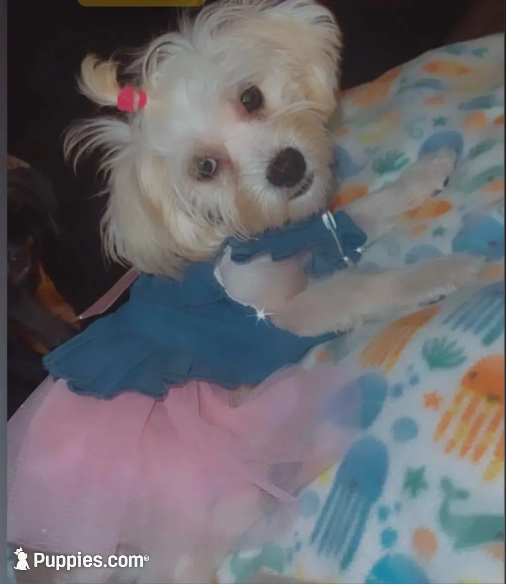 Lil Mama, a female Lhasapoo and Maltipoo for sale in Charlotte, NC – 6 of 8