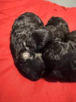 Lil Mama, a female Lhasapoo and Maltipoo for sale in Charlotte, NC – 4 of 8
