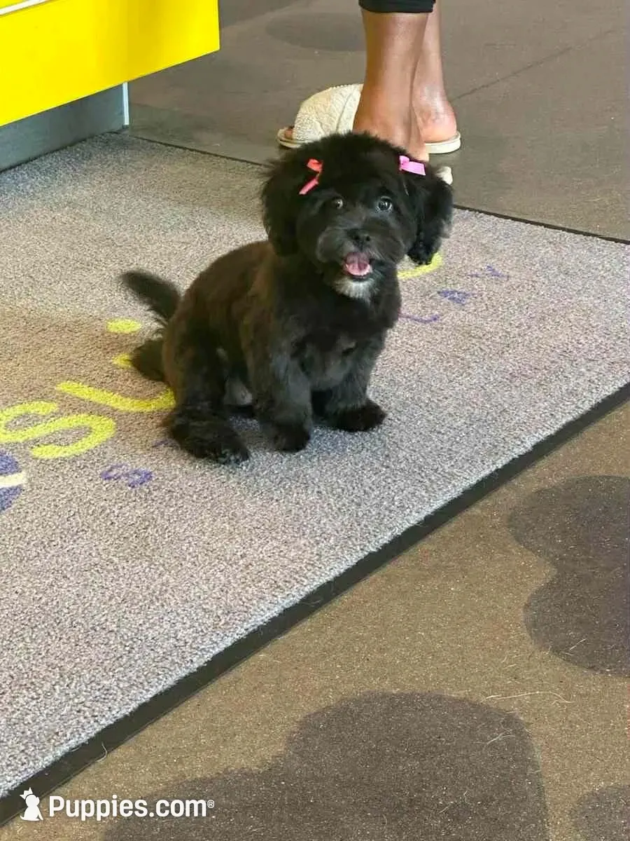 Lil Mama, a female Lhasapoo and Maltipoo for sale in Charlotte, NC – 8 of 8