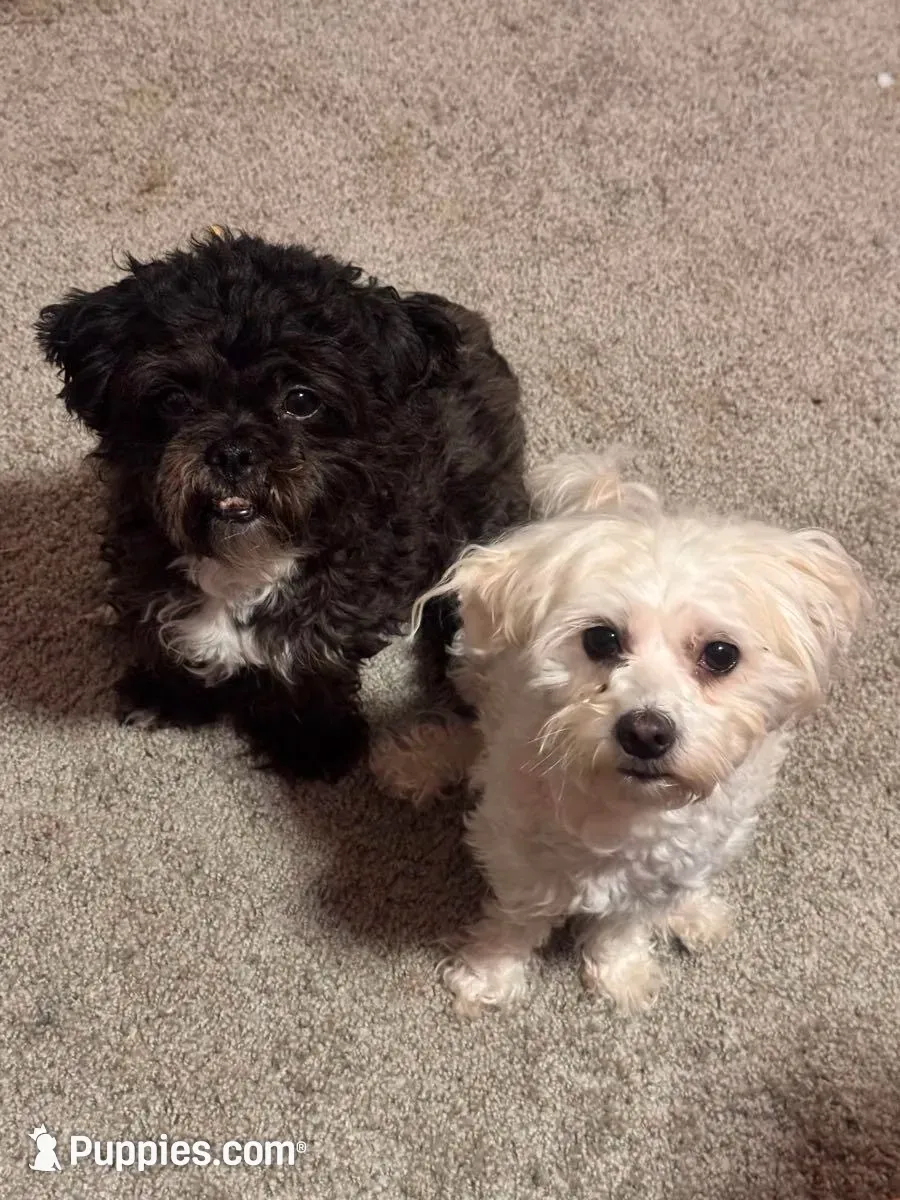 Lil Mama, a female Lhasapoo and Maltipoo for sale in Charlotte, NC – 5 of 8