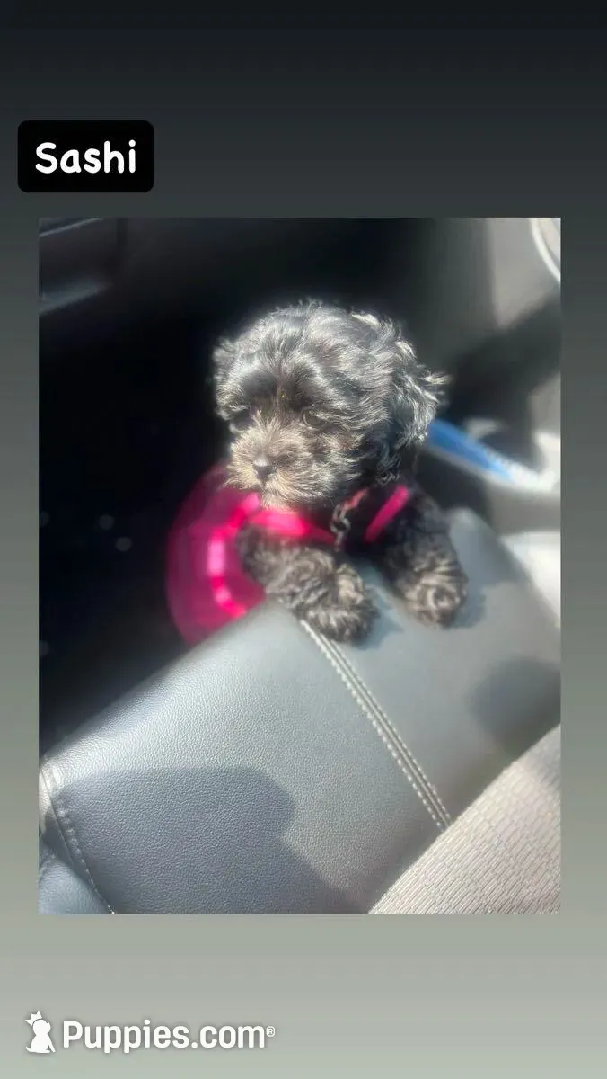 Fat Mama , a female Lhasa Apso and Maltipoo for sale in Charlotte, NC – 2 of 9