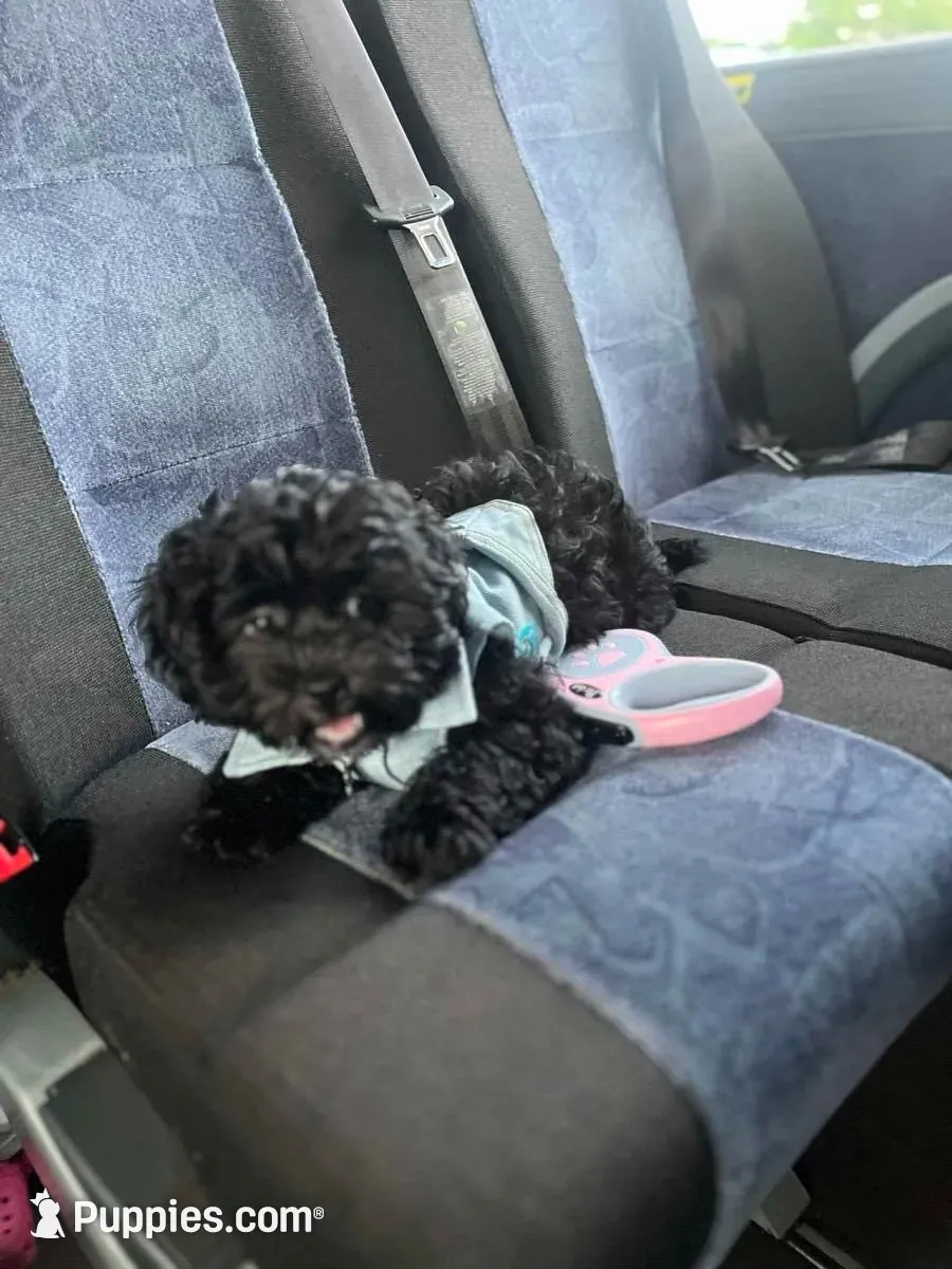 Lil Mama, a female Lhasapoo and Maltipoo for sale in Charlotte, NC – 7 of 8