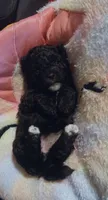 Fat Mama , a female Lhasa Apso and Maltipoo for sale in Charlotte, NC – 5 of 9