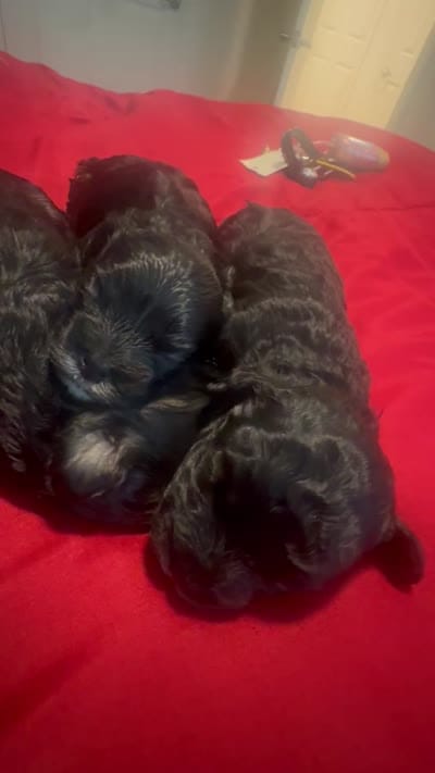 Fat Mama , a female Lhasa Apso and Maltipoo for sale in Charlotte, NC – 9 of 9