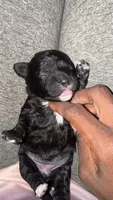 Fat Mama , a female Lhasa Apso and Maltipoo for sale in Charlotte, NC – 7 of 9