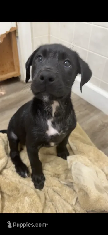 i call him coopers but he doesn’t know a name! – Labrador Retriever puppy for sale in Traverse City, MI