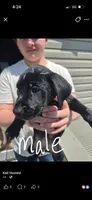 i call him coopers but he doesn’t know a name!, a male Labrador Retriever for sale in Traverse City, MI – 2 of 2