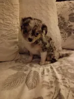 Marley , a female Chihuahua for sale in York, SC – Photo 5 of 6