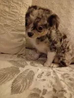 Marley , a female Chihuahua for sale in York, SC – Photo 1 of 6