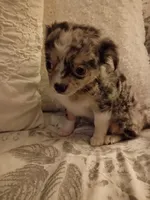 Marley , a female Chihuahua for sale in York, SC – Photo 2 of 6