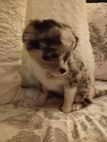 Marley , a female Chihuahua for sale in York, SC – Photo 6 of 6