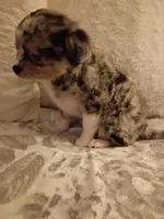 Marley , a female Chihuahua for sale in York, SC – Photo 3 of 6