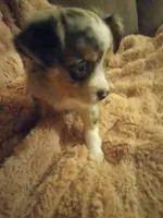 Molly, a female Chihuahua for sale in York, SC – Photo 4 of 8