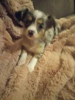 Molly, a female Chihuahua for sale in York, SC – Photo 1 of 8