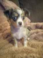 Molly, a female Chihuahua for sale in York, SC – Photo 8 of 8