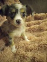 Molly, a female Chihuahua for sale in York, SC – Photo 5 of 8