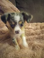 Molly, a female Chihuahua for sale in York, SC – Photo 6 of 8