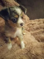 Molly, a female Chihuahua for sale in York, SC – Photo 2 of 8