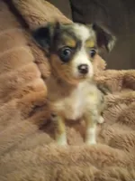 Molly, a female Chihuahua for sale in York, SC – Photo 7 of 8