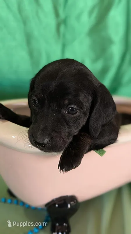 Male 1 – Miniature Dachshund puppy for sale in Arizona, AZ