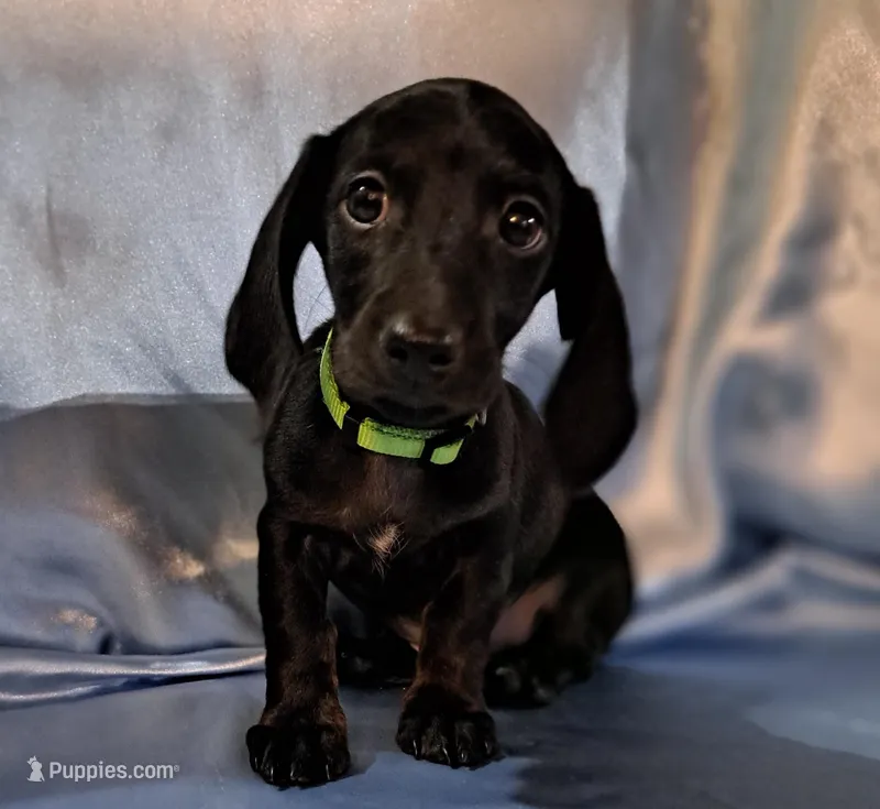 Male 1 – Miniature Dachshund puppy for sale in Arizona, AZ
