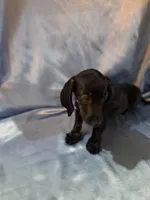 Male 1, a male Miniature Dachshund for sale in Arizona, AZ – 2 of 2