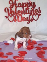 Puppy 1, a female Miniature Dachshund for sale in Arizona, AZ – Photo 8 of 9