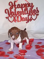 Puppy 1, a female Miniature Dachshund for sale in Arizona, AZ – Photo 5 of 9