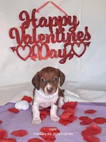 Puppy 1, a female Miniature Dachshund for sale in Arizona, AZ – Photo 6 of 9