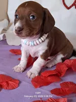 Puppy 1, a female Miniature Dachshund for sale in Arizona, AZ – Photo 9 of 9