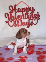 Puppy 1, a female Miniature Dachshund for sale in Arizona, AZ – Photo 7 of 9