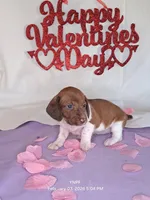 Puppy 2, a female Miniature Dachshund for sale in Arizona, AZ – Photo 6 of 6