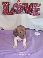 Puppy 2, a female Miniature Dachshund for sale in Arizona, AZ – Photo 4 of 6