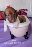 Puppy 2, a female Miniature Dachshund for sale in Arizona, AZ – Photo 2 of 6