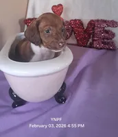 Puppy 2, a female Miniature Dachshund for sale in Arizona, AZ – Photo 3 of 6