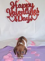 Puppy 2, a female Miniature Dachshund for sale in Arizona, AZ – Photo 5 of 6