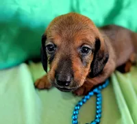 Male 2, a female Miniature Dachshund for sale in Arizona, AZ – Photo 1 of 4