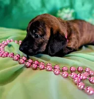 Male 2, a female Miniature Dachshund for sale in Arizona, AZ – Photo 3 of 4