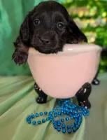  Male Puppy 3, a male Miniature Dachshund for sale in Arizona, AZ – Photo 2 of 7